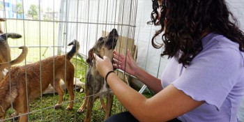 'Baby, Me Leva!' registra a marca de 65 animais adotados