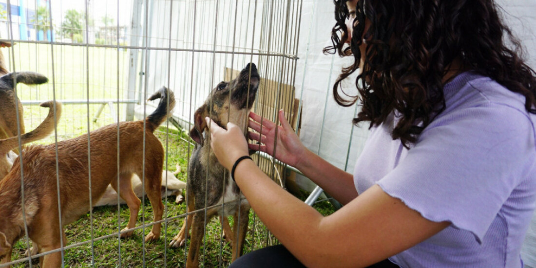 'Baby, Me Leva!' registra a marca de 65 animais adotados