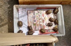 Animais silvestres são apreendidos