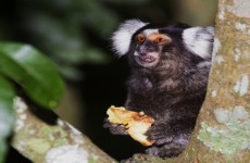 Prefeitura orienta pessoas a não alimentarem animais