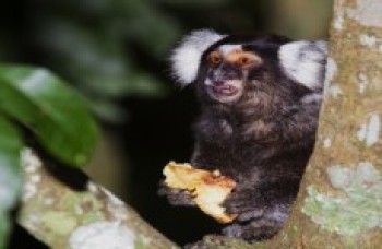 Prefeitura orienta pessoas a não alimentarem animais