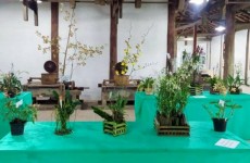 Exposição em Mogi destaca orquídeas
