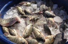 Entidades assistenciais recebem doação de peixes