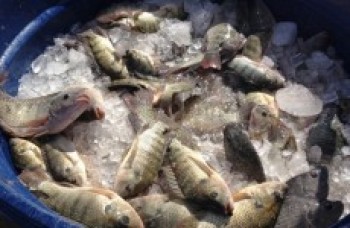 Entidades assistenciais recebem doação de peixes