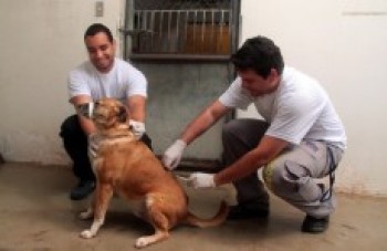 Mogi chega ao segundo ano sem vacinação contra raiva