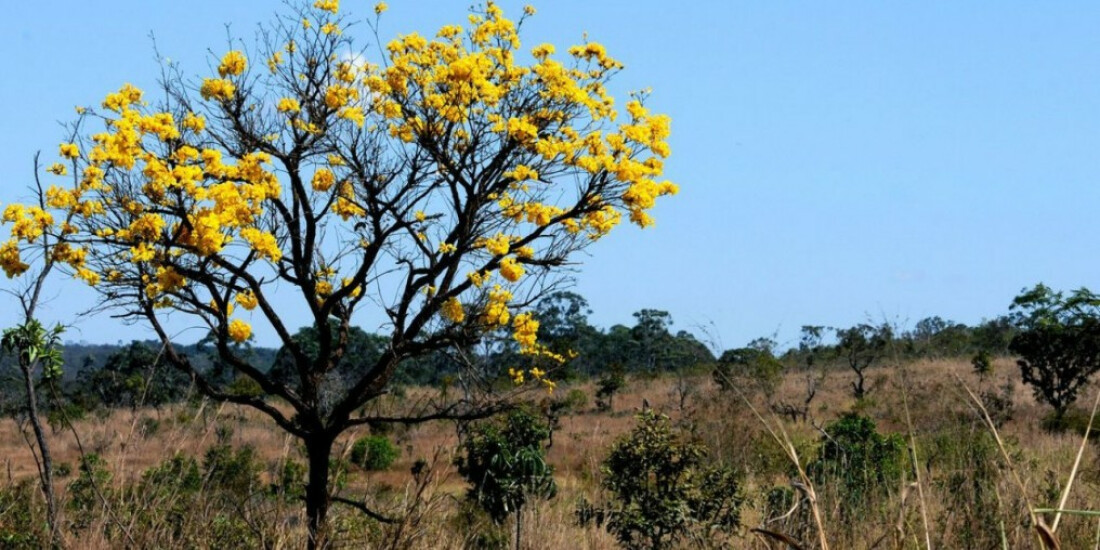 Cerca de 80% do desmatamento no Cerrado de MT foi feito ilegalmente