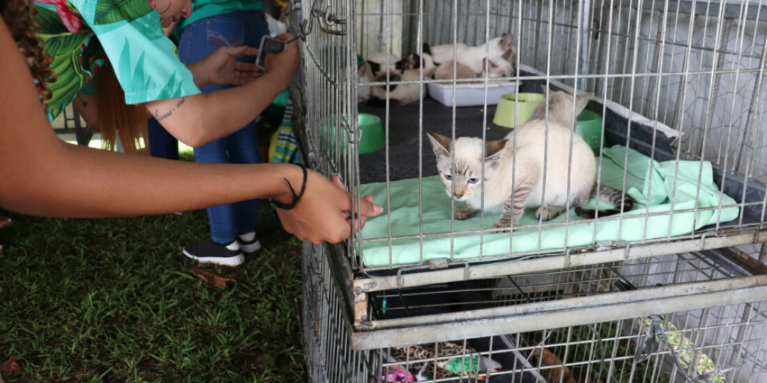 Suzano terá novo evento de adoção neste domingo