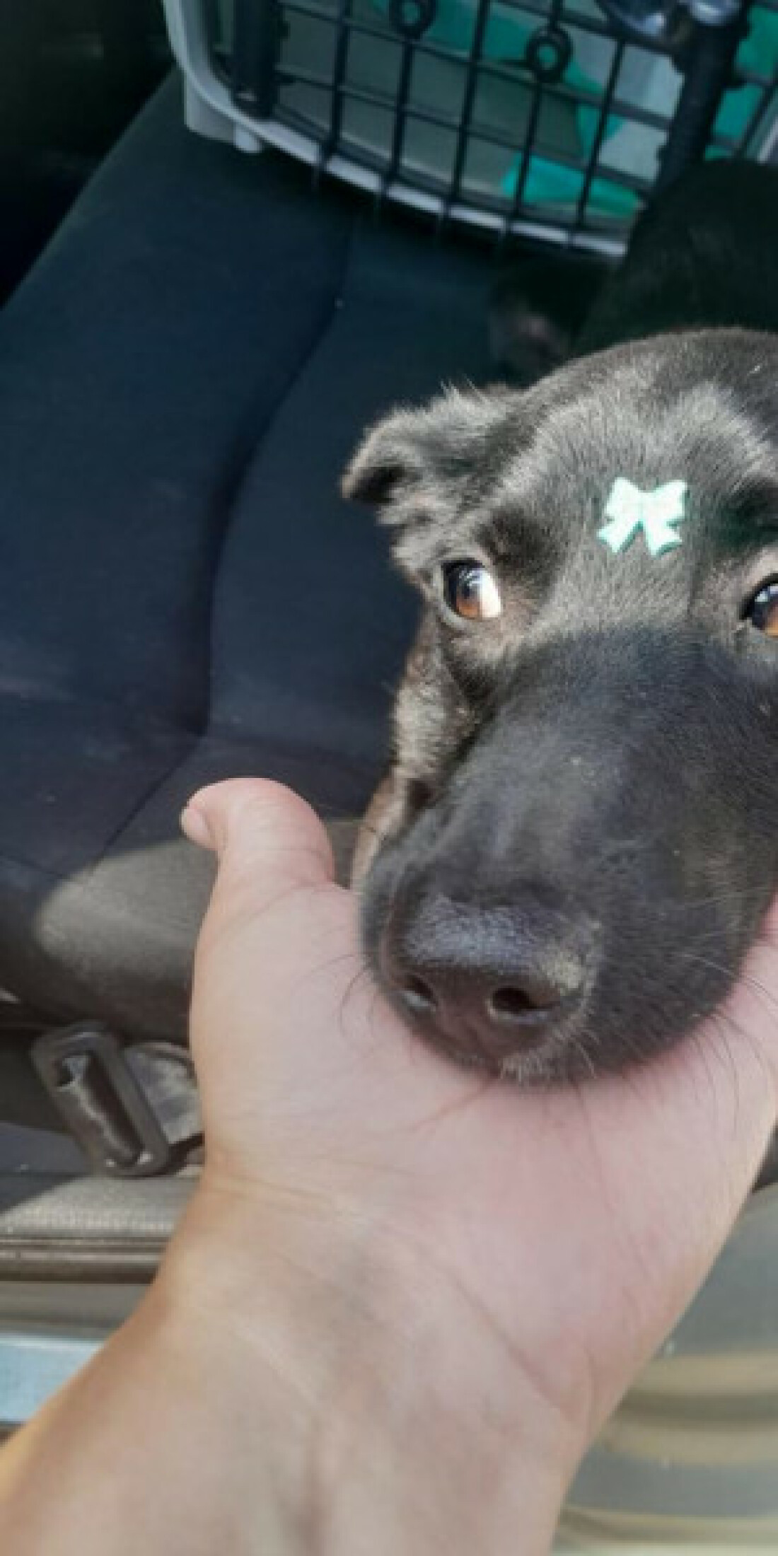 Grupo Fera promove evento de adoção no Mogi Shopping