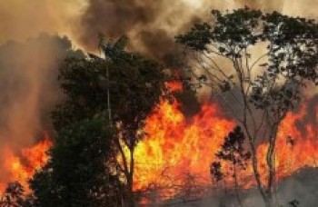 Queimadas consumiram 1,2 milhão de hectares