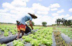 Data é celebrada com ações de incentivo à agricultura local