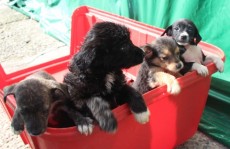 Centro de Zoonoses tem 90 animais para adoção