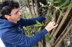 Secretaria realiza polinização artificial de orquídeas nativas