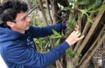Secretaria realiza polinização artificial de orquídeas nativas