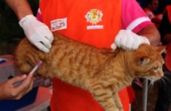 Vacinação antirrábica prevê imunizar 138 mil cães e gatos