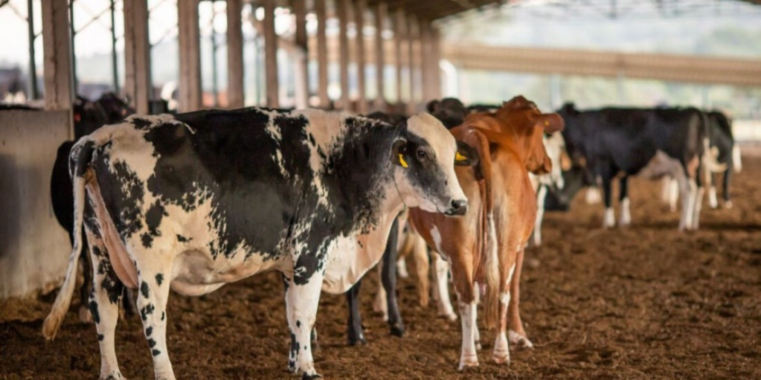 Vendas de carne bovina à China são suspensas após caso de vaca louca