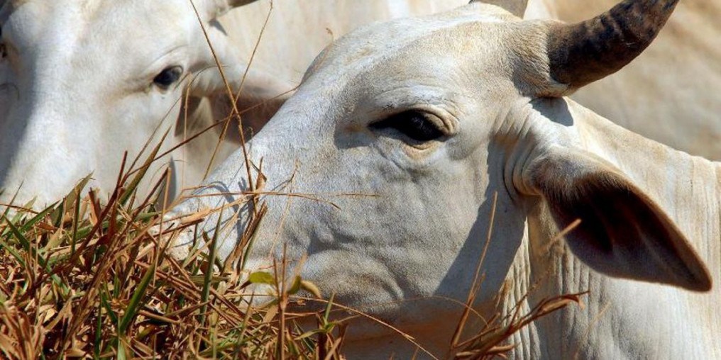 Pará confirma caso de vaca louca no interior do estado