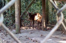 Filhote de veado é achado em parque