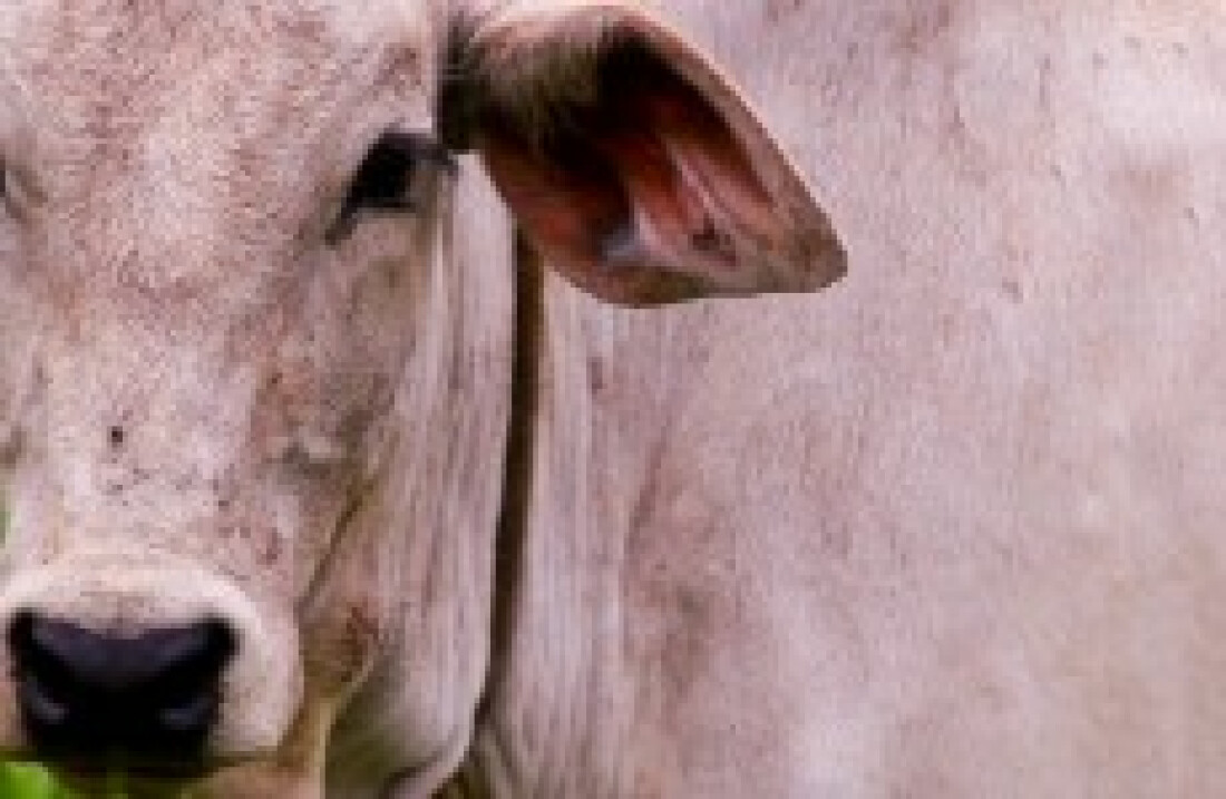 Campanha de vacinação dafebre aftosa termina hoje