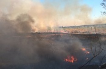 Focos de incêndio tomam conta de mata: