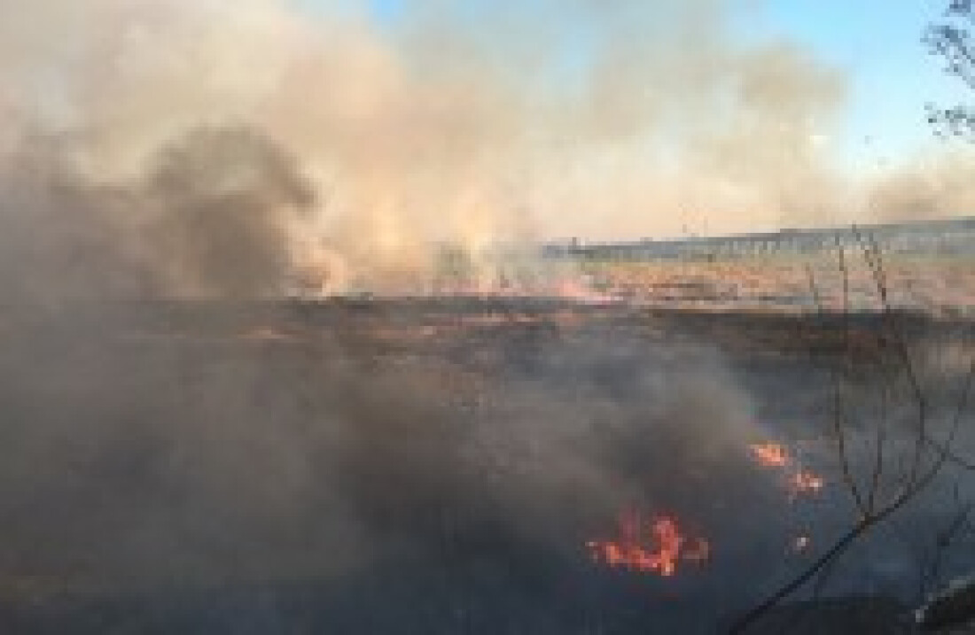 Focos de incêndio tomam conta de mata: