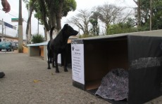 Projeto distribui casinhas para cães: