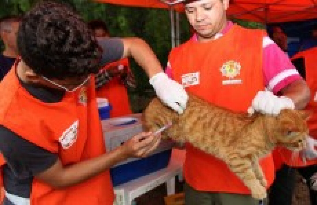 Itaquá terá 100 pontos de vacinação contra raiva