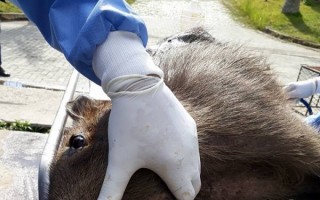Capivara é resgatada em Mogi: