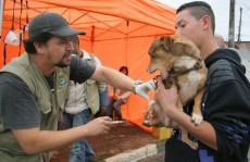 Mais de 15 mil cães e gatos são vacinados no Alto Tietê
