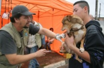 Mais de 15 mil cães e gatos são vacinados no Alto Tietê