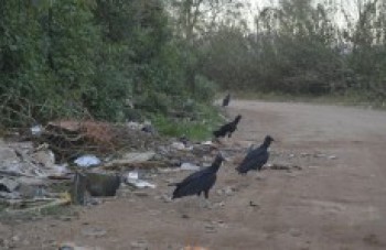 Limpeza da estrada do Furuyama começará em até 15 dias: