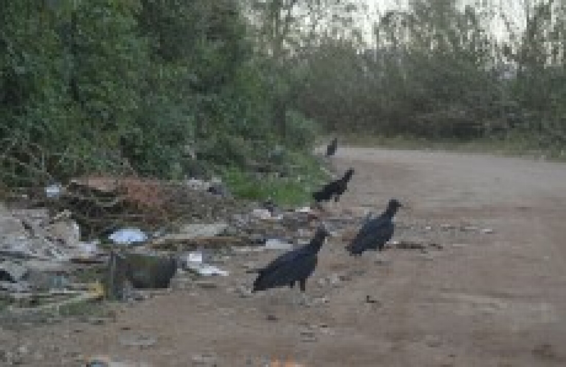 Limpeza da estrada do Furuyama começará em até 15 dias:
