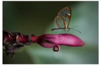 Farofa será o primeiro evento voltado somente à fotografia