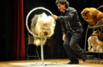 Expo Aflord será palco de show de cães adestrados