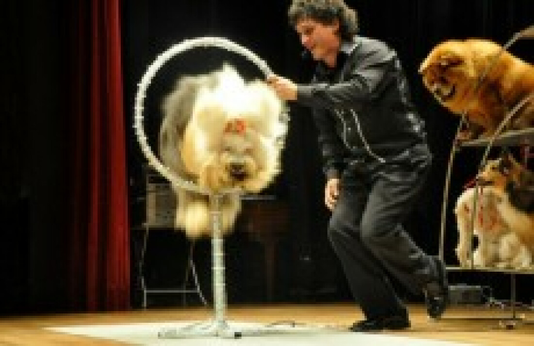 Expo Aflord será palco de show de cães adestrados