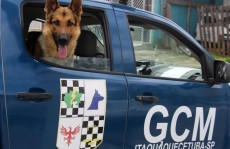 Canil da Gcm detém dupla e apreende drogas em itaquá: