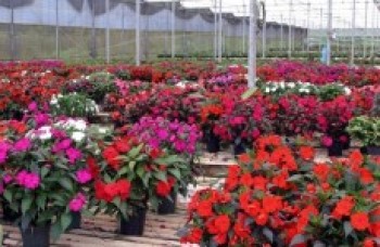 Comércio de flores é liberado para datas mais movimentadas