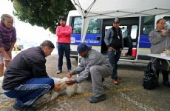 39 mil animais são vacinados em Mogi
