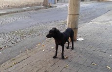 Abandonar animal poderá gerar multa