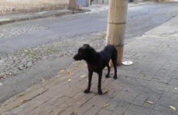 Abandonar animal poderá gerar multa