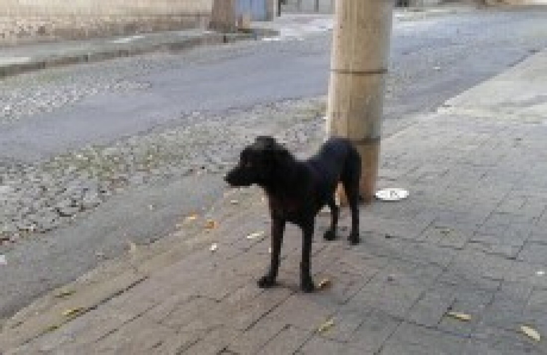 Abandonar animal poderá gerar multa