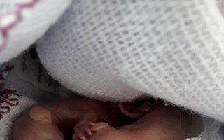 Filhotes de saruê são encontrados em Mogi: