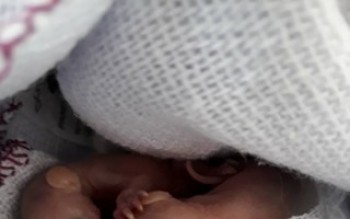 Filhotes de saruê são encontrados em Mogi: