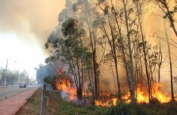 Incêndio toma conta de mata no Rodeio: