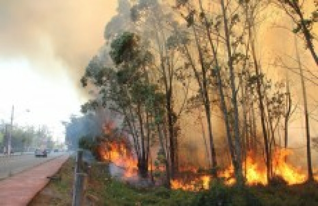 Incêndio toma conta de mata no Rodeio: