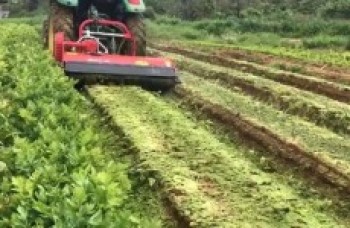 Sem poder escoar, produtores transformam plantio em adubo