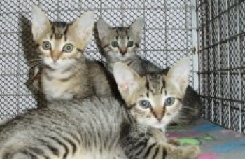 Animalzinho de estimação, o seu parceiro de aventuras!