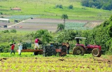 Estudantes da Fatec de Mogi criam Agrofeira Delivery