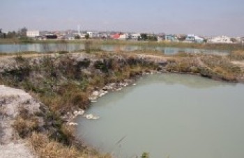 Tribuna