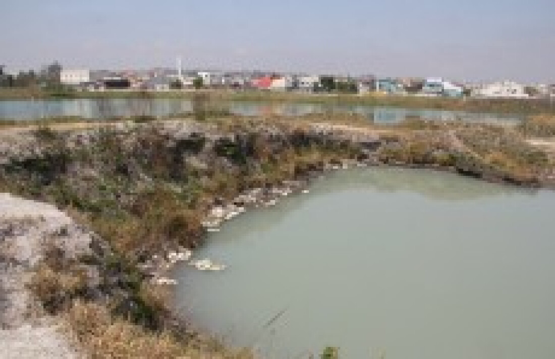 Tribuna