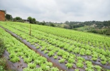 Força da agricultura é vista nos campos e dentro das casas